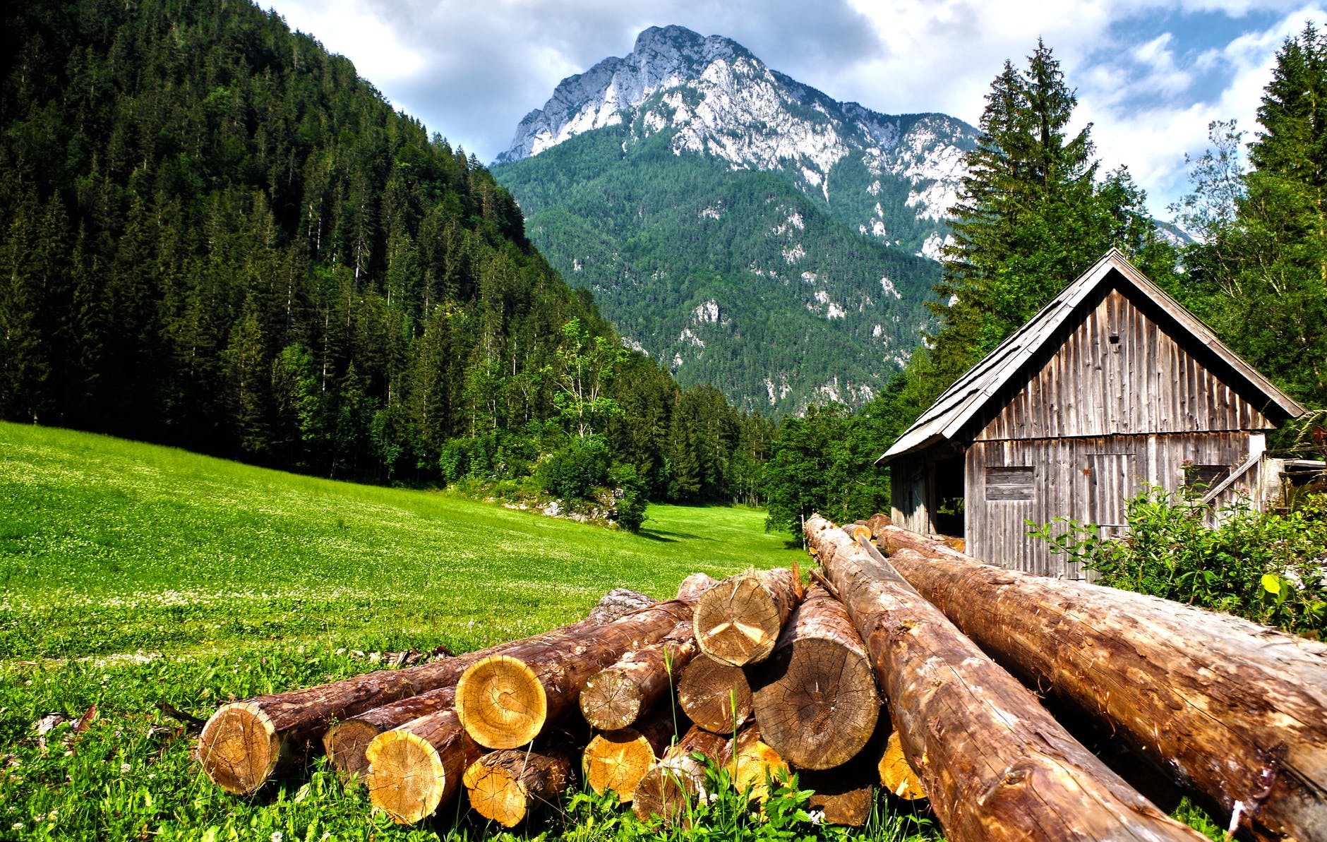 brown logs on grass field