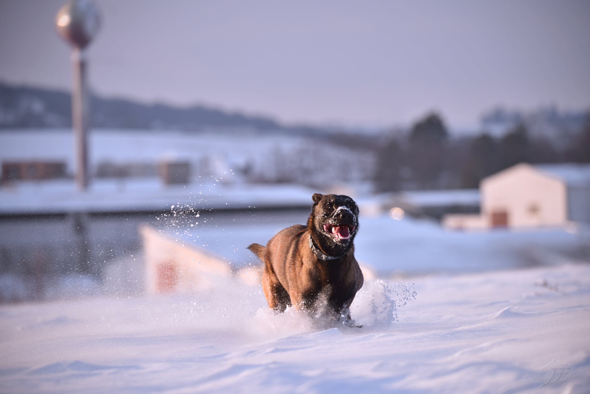 belgian malinois running on snow