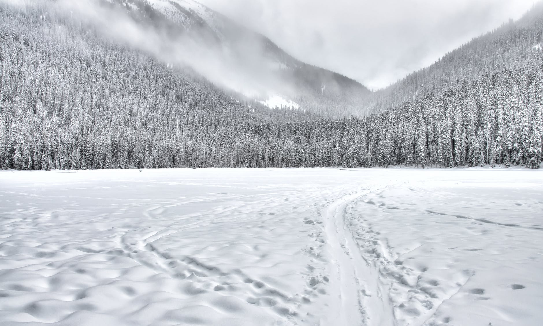 snow covered forest field