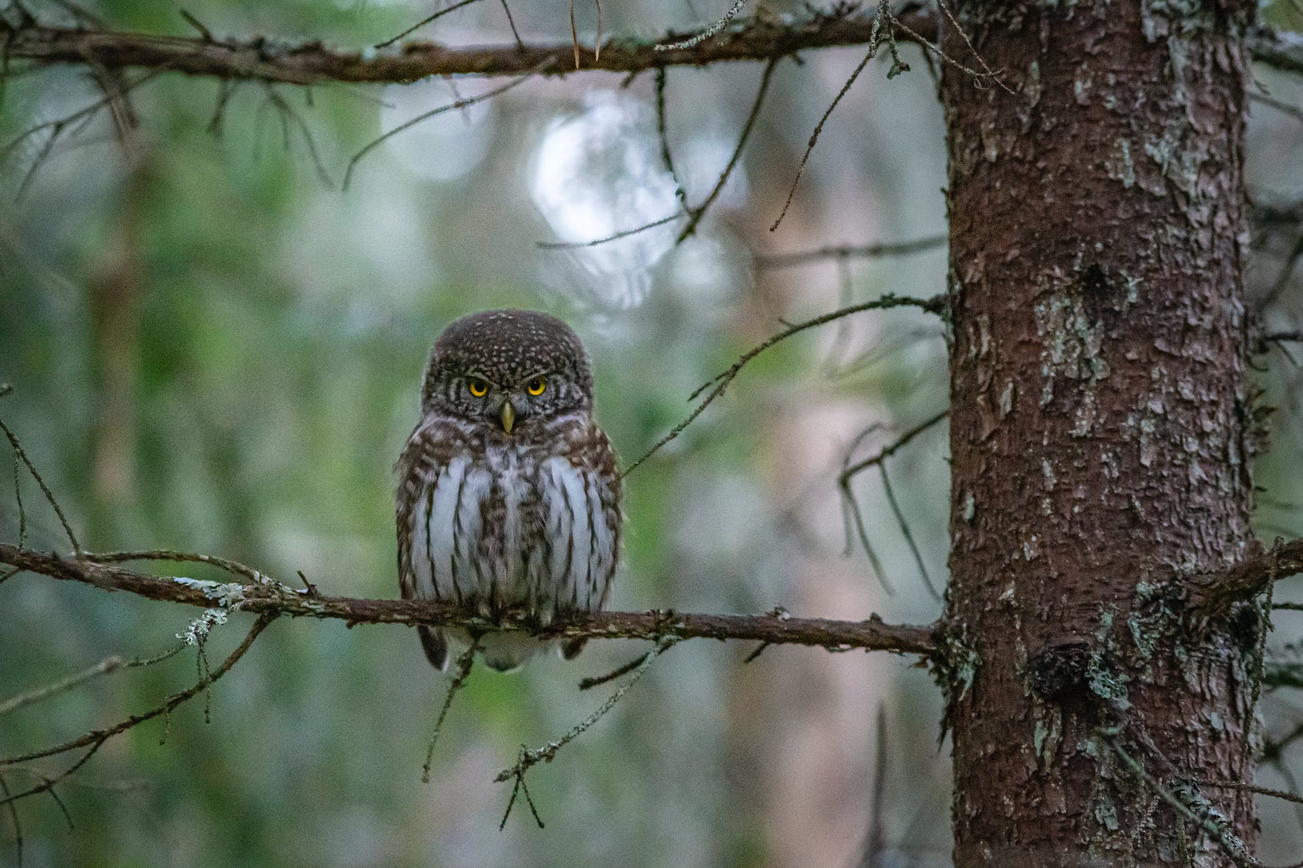 brown owl perched on brown tree branch