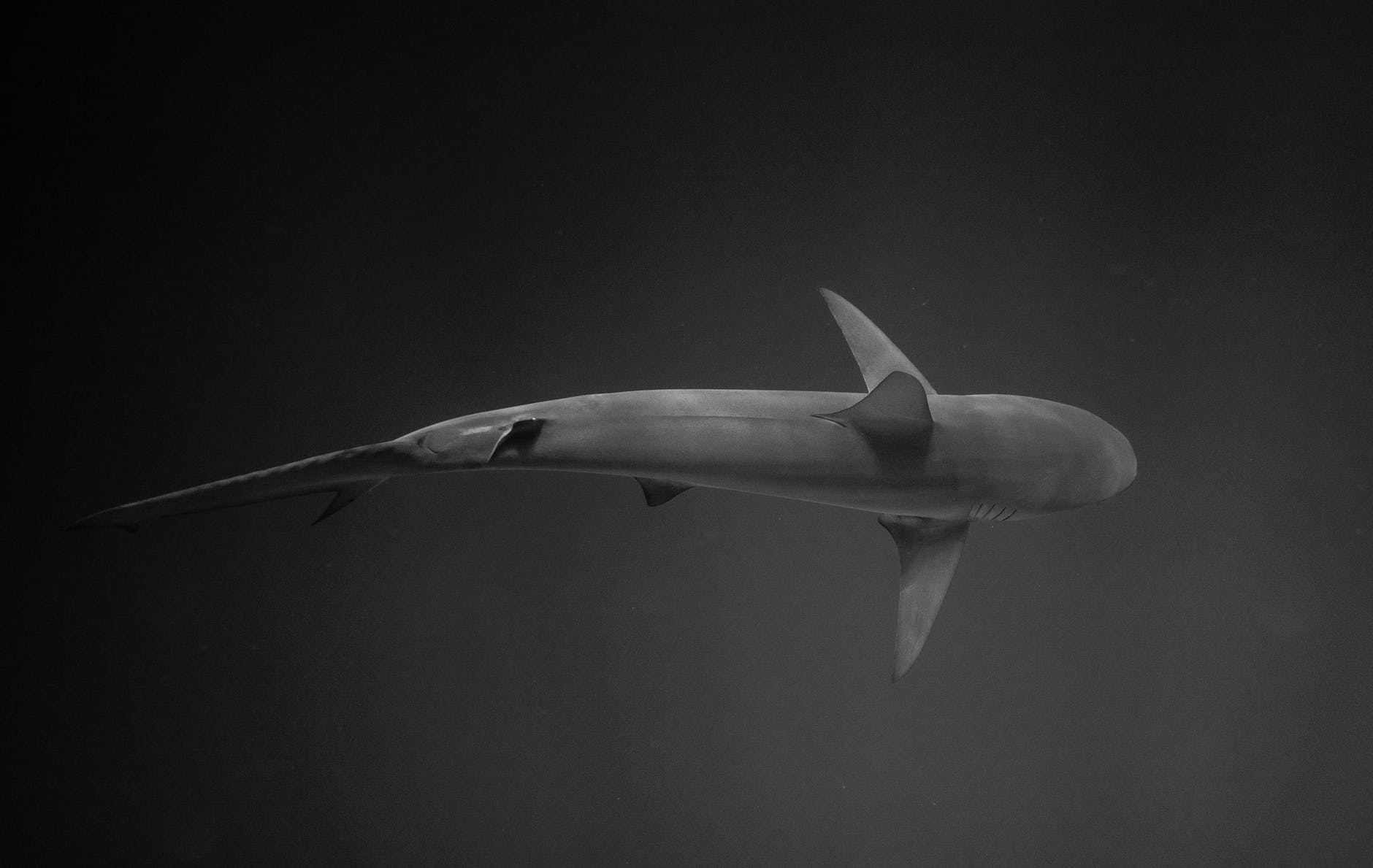 wild shark swimming in dark sea waters